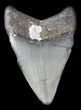 Juvenile Megalodon Tooth - Venice, Florida #36683-1